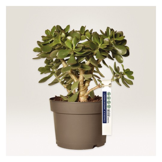 Slika prikazuje zdravu biljku Crassula, obično poznatu kao biljku žad, u smeđoj posudi s oznakom koja pokazuje njen naziv i cijenu. Biljka ima debele, mesnate listove i strukturiran izgled.